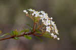 Small-leaf arrowwood